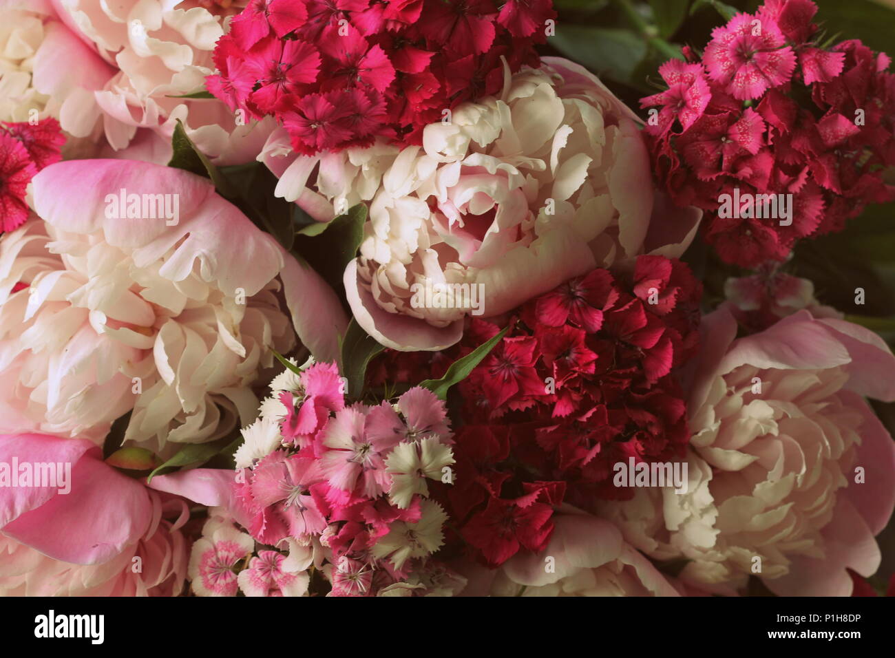 Belles fleurs, pivoines. Bouquet de pivoine rose l'arrière-plan. Banque D'Images