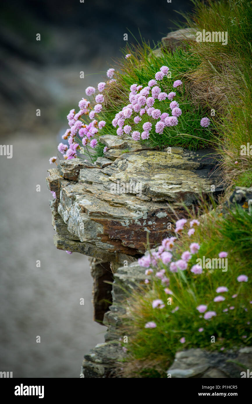 Sea Thrift poussant sur des rochers Banque D'Images