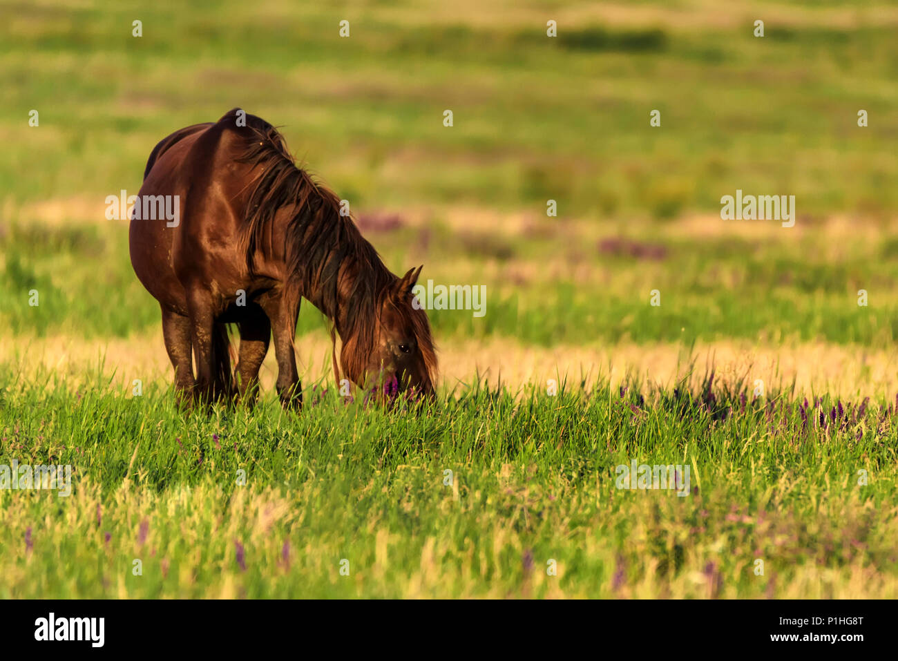 Wild horse broute dans la prairie ensoleillée Banque D'Images