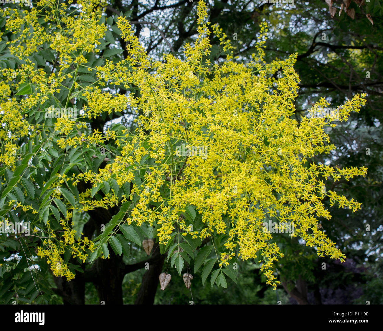 Fleurs jaunes de Kolreuteria paniculata Banque D'Images