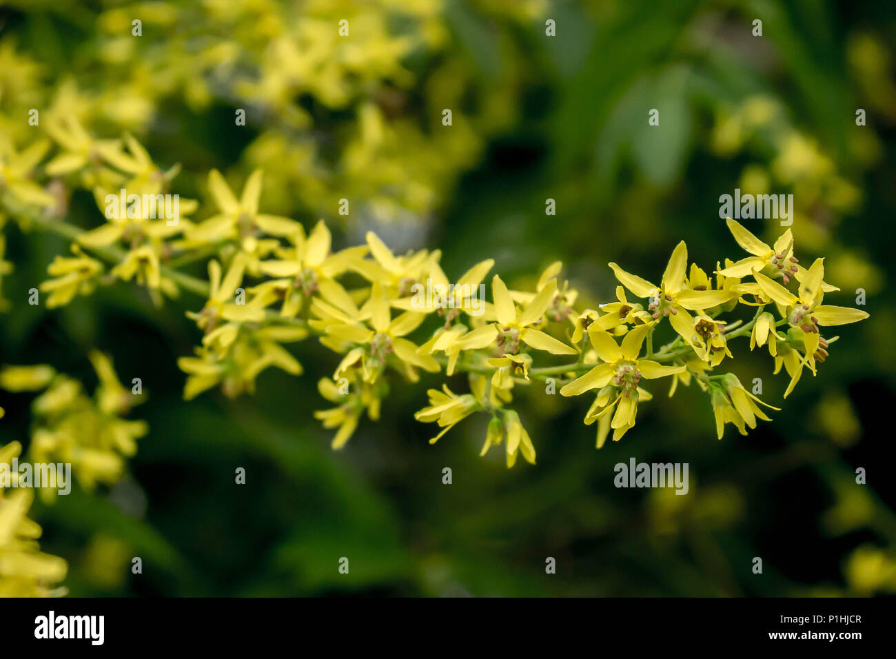 Fleurs jaunes de Kolreuteria paniculata Banque D'Images