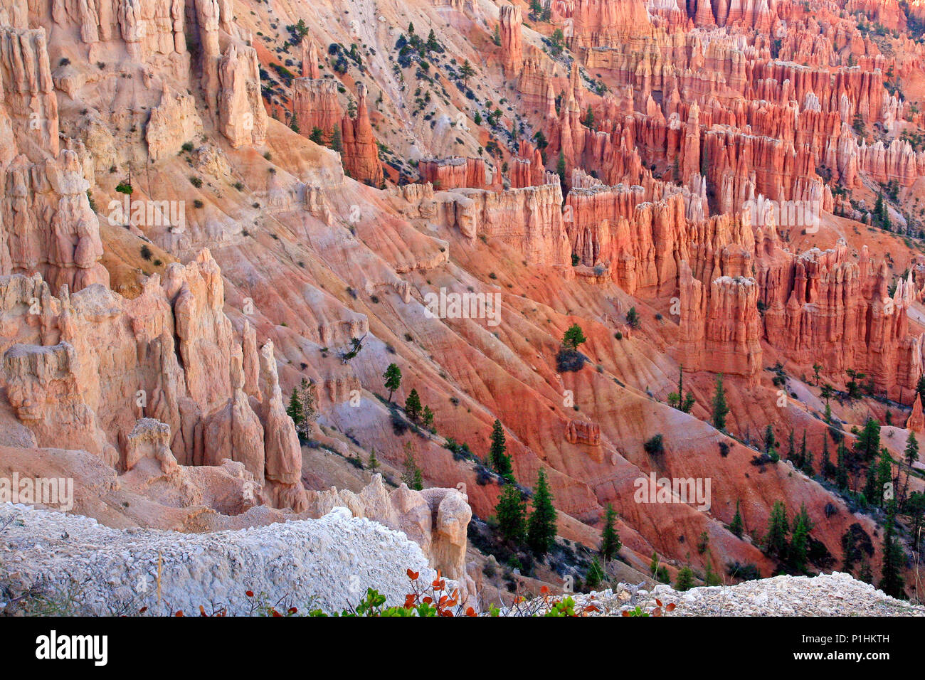 Beaucoup de spires par l'érosion à sculpté à Bryce Canyon National Park, Utah, USA. Banque D'Images