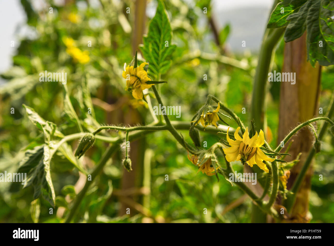 fleur de tomate Banque D'Images