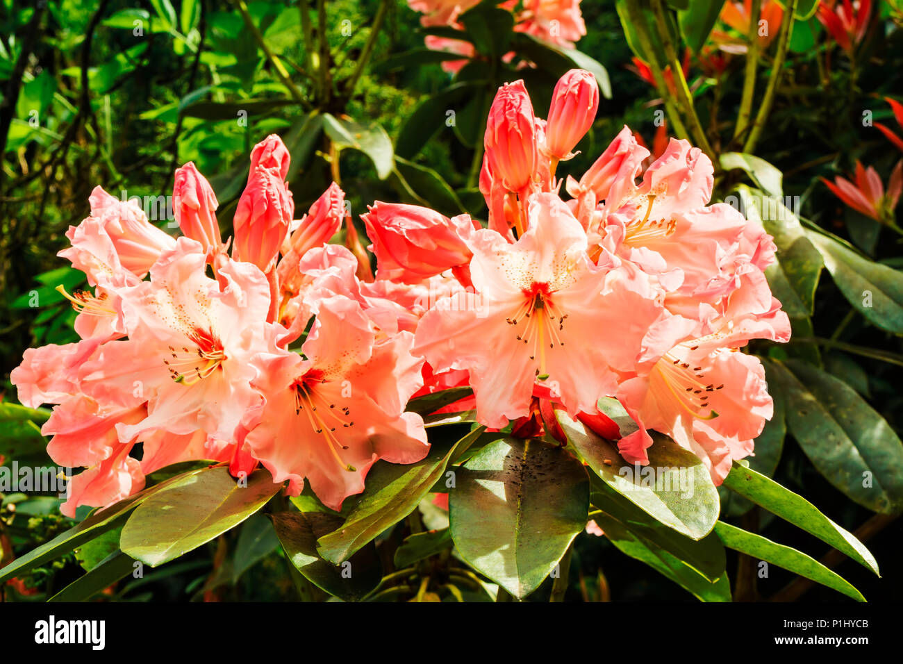 Grande grappe de fleurs de rhododendron couleur pêche. Banque D'Images