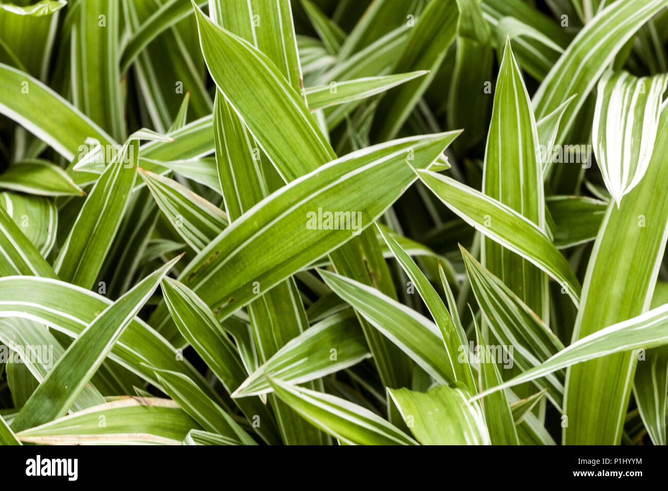 Carex siderosticta ' Variegata ' jardin, feuilles, ornemental, herbe, nouveau frais, Rebord Banque D'Images