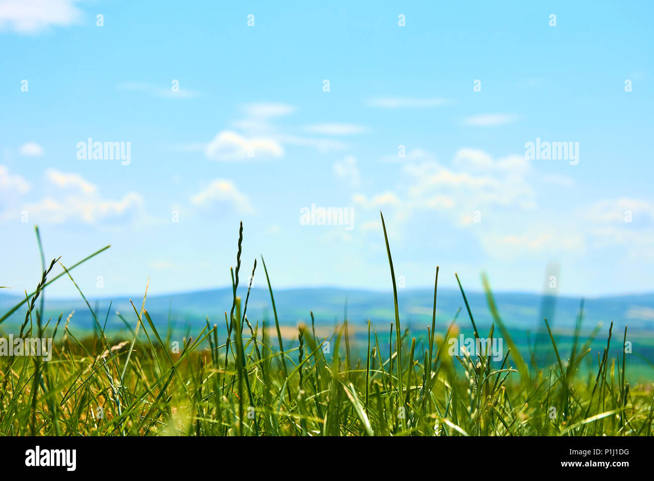 Les jeunes de l'herbe verte avec paysage flou et ciel avec nuages dans l'arrière-plan Banque D'Images