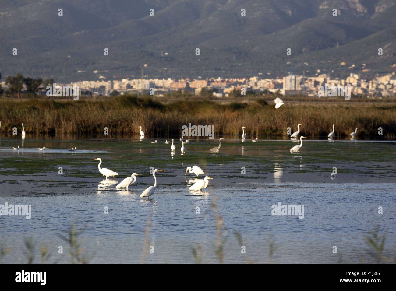 Espagne - Catalogne - Montsià (district) - TARRAGONE. garzas con Sant Carles de la Ràpita al fondo. Banque D'Images