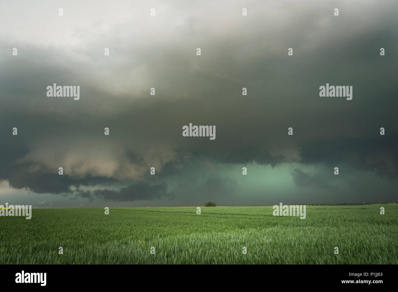 Lumineux vert de la grêle et l'élaboration de base mur de nuages d'un orage supercellulaire à fortes précipitations près de Querfurt, Saxe-Anhalt, Allemagne Banque D'Images Lumineux vert de la grêle et l'élaboration de base mur de nuages d'un orage supercellulaire à fortes précipitations près de Querfurt, Saxe-Anhalt, Allemagne Banque D'Images
