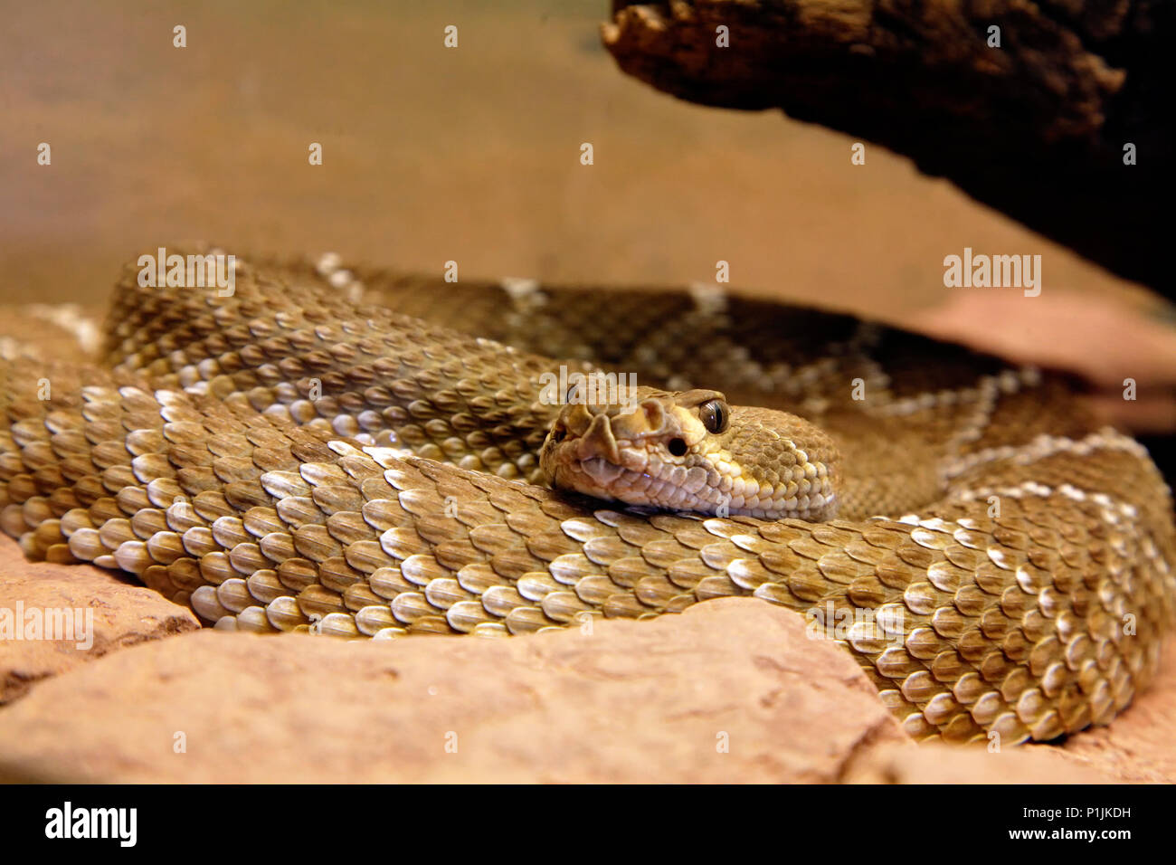 Arizona crotale (Crotalus cerbus - Noir Banque D'Images