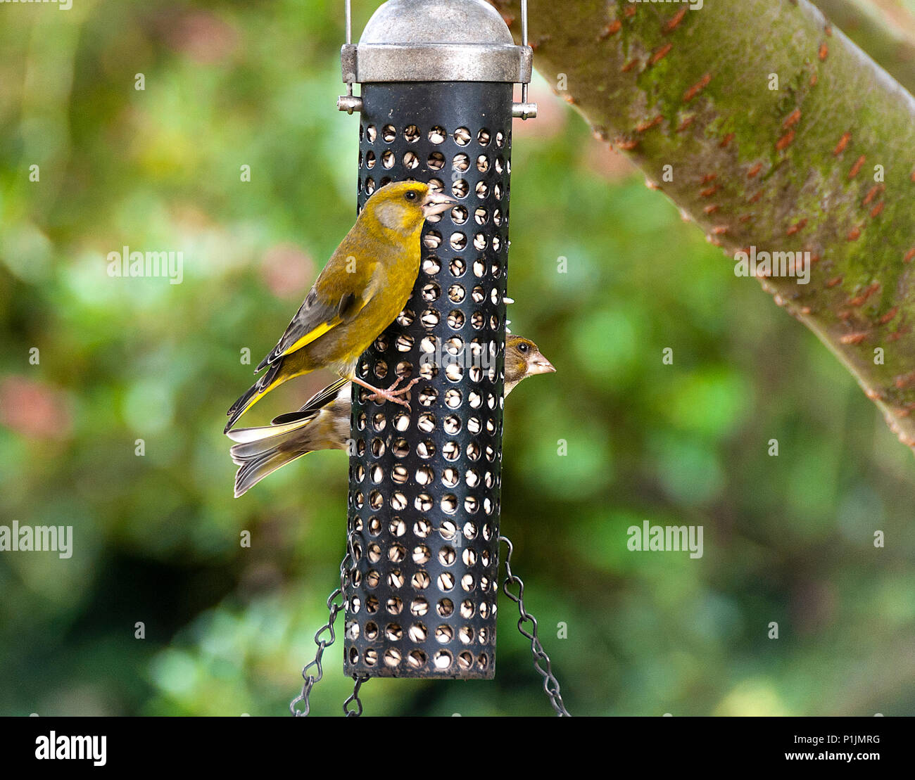 Une paire de Greenfinches Reproduction sur une mangeoire manger des coeurs de tournesol dans un jardin en Alsager Cheshire England Royaume-Uni UK Banque D'Images