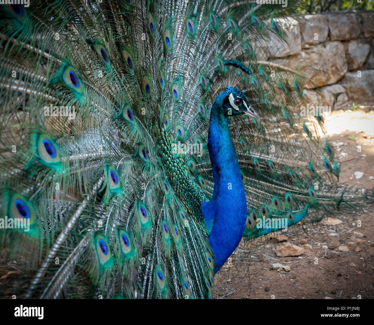 Brûlé les plumes d'un paon Banque D'Images