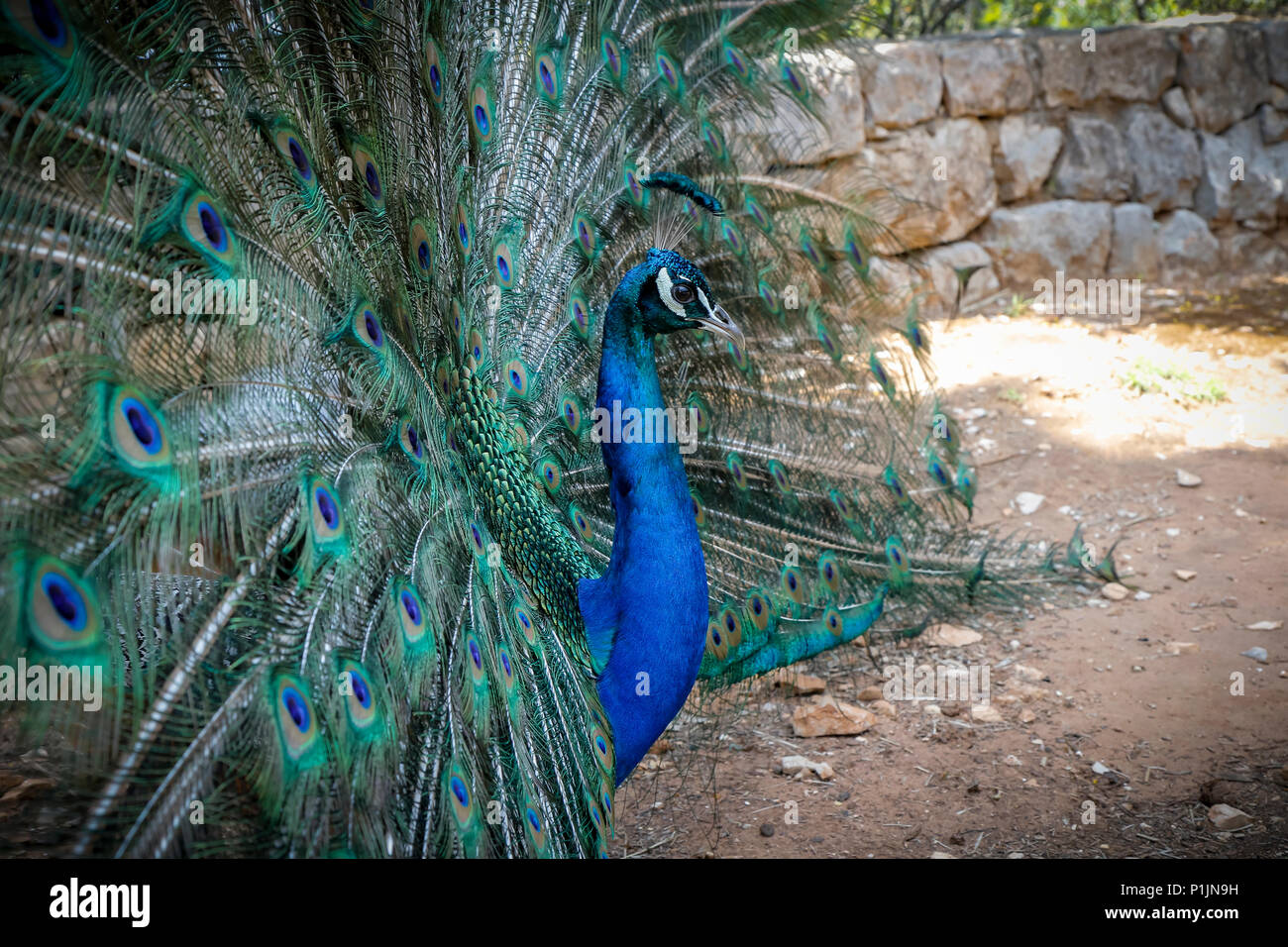 Brûlé les plumes d'un paon Banque D'Images