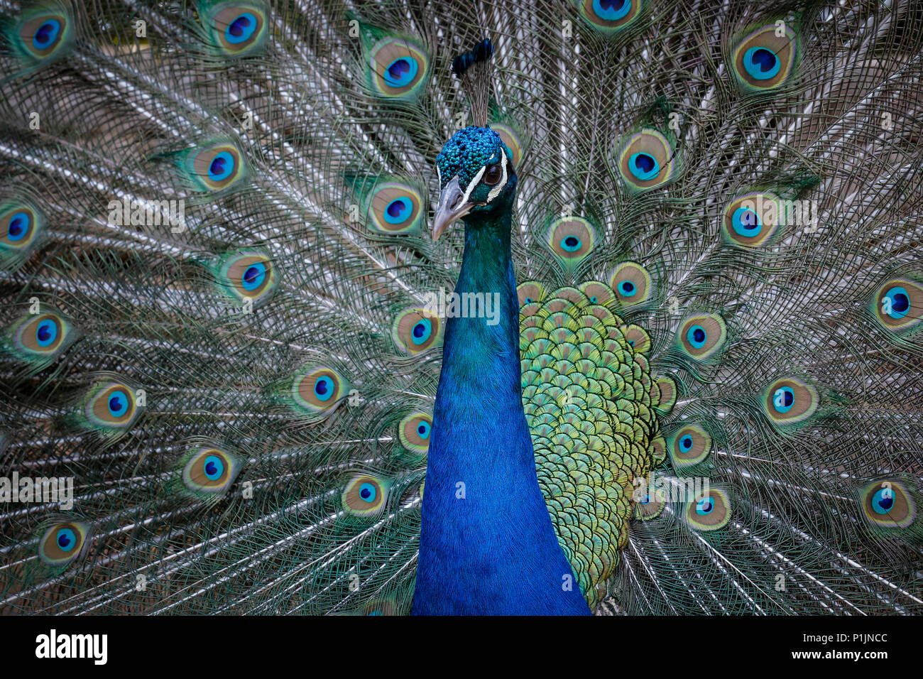 Brûlé les plumes d'un paon Banque D'Images