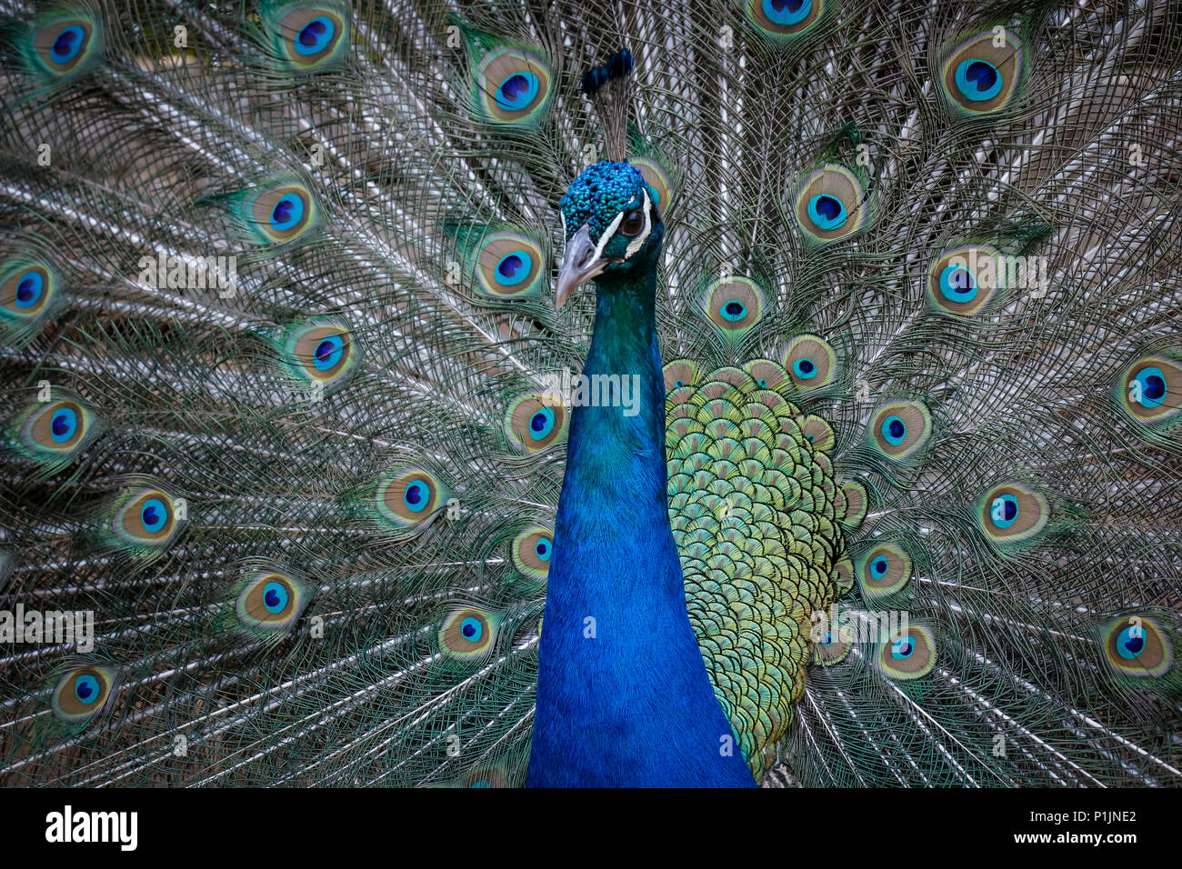 Brûlé les plumes d'un paon Banque D'Images