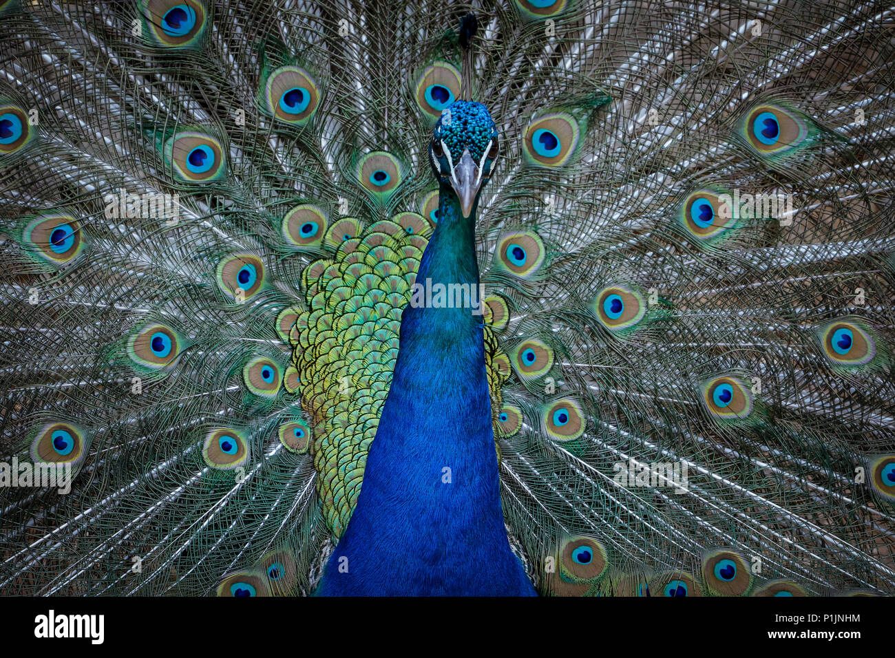 Brûlé les plumes d'un paon Banque D'Images