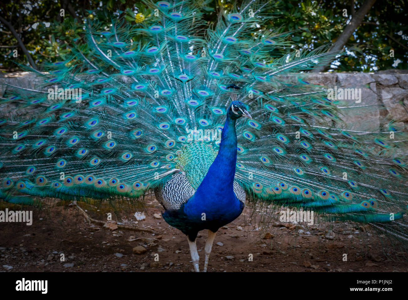 Brûlé les plumes d'un paon Banque D'Images