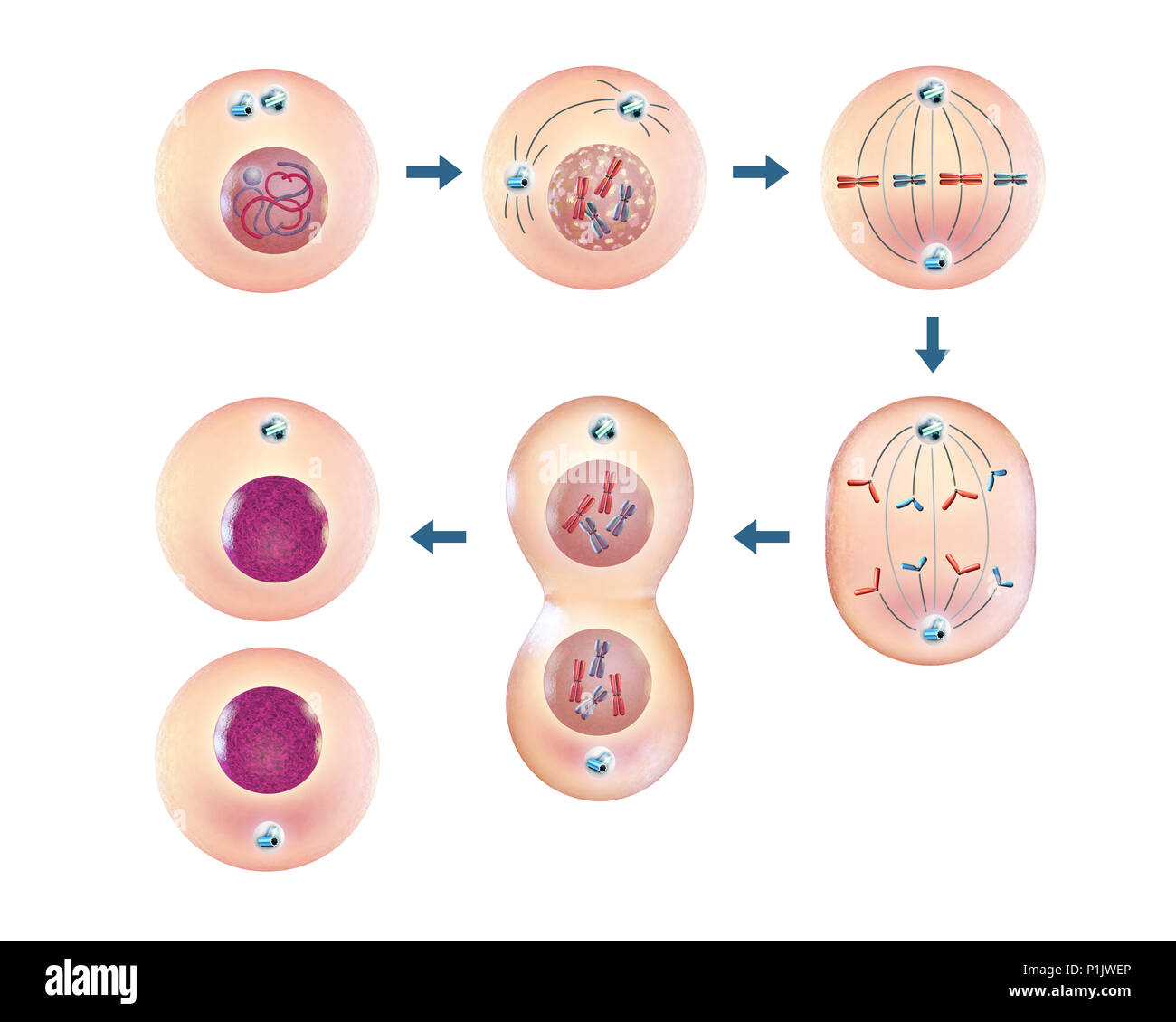 Les différentes étapes de la division cellulaire. 3D illustration. Banque D'Images