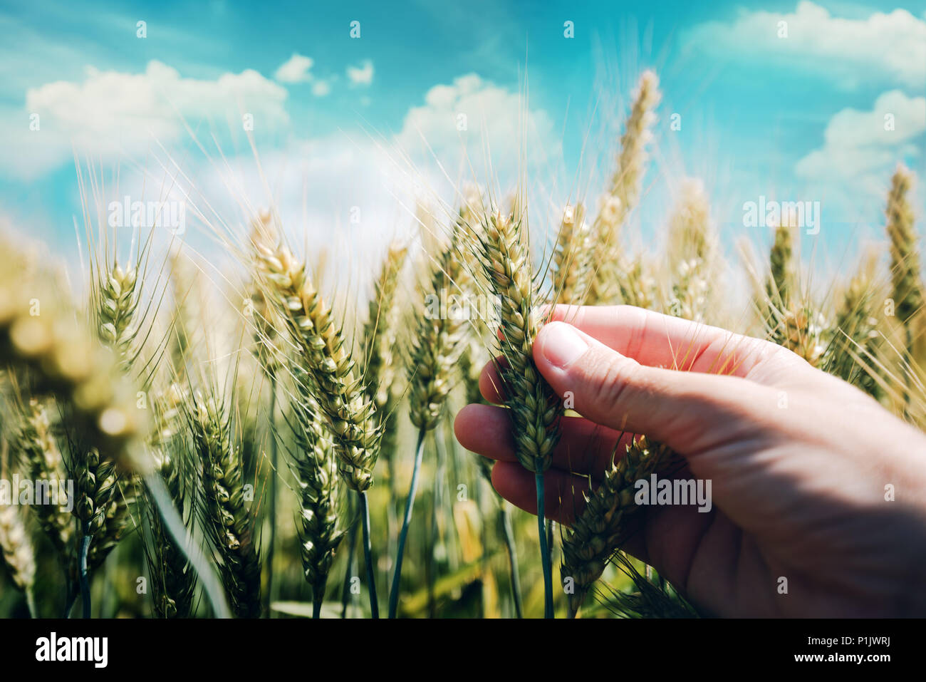 La récolte de blé de l'agriculteur contrôle le développement des végétaux pour la rouille de la tige Banque D'Images