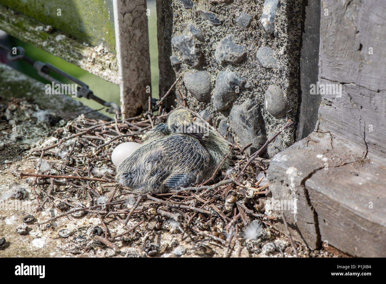 Pigeon bébé est assis patiemment sur son nid à côté d'un oeuf Banque D'Images