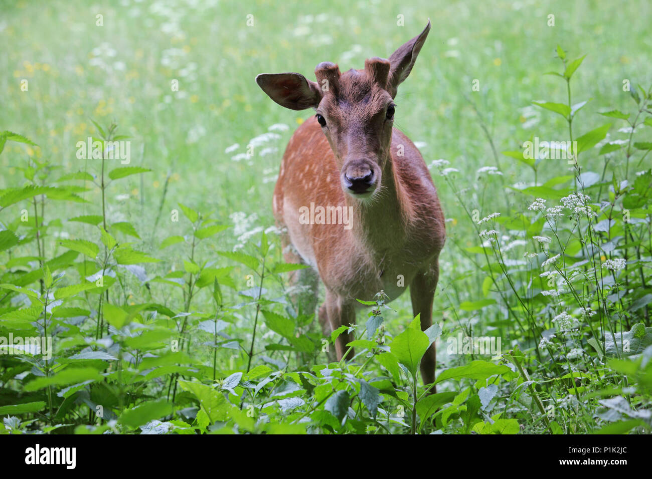 Doe cerf et faon dans un beanfield en fin de soirée Banque D'Images