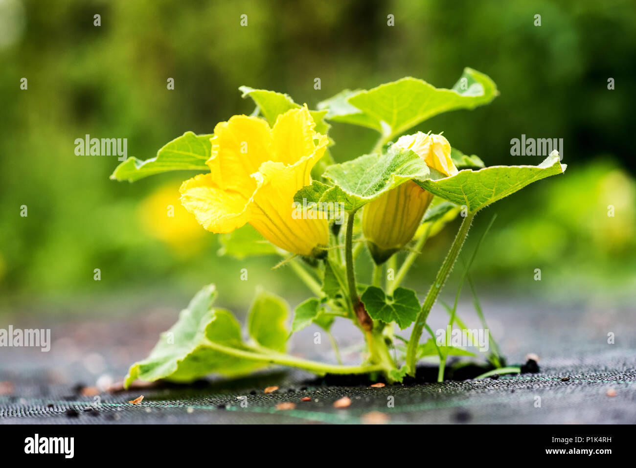 Fleur de citrouille croissante en agronomie concept Banque D'Images