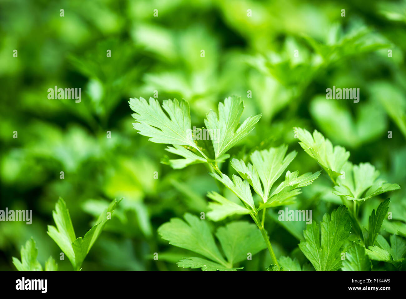 Vert frais, persil Petroselinum crispum, croissante à l'extérieur avec close up focus sélectif aux feuilles à l'avant-plan Banque D'Images