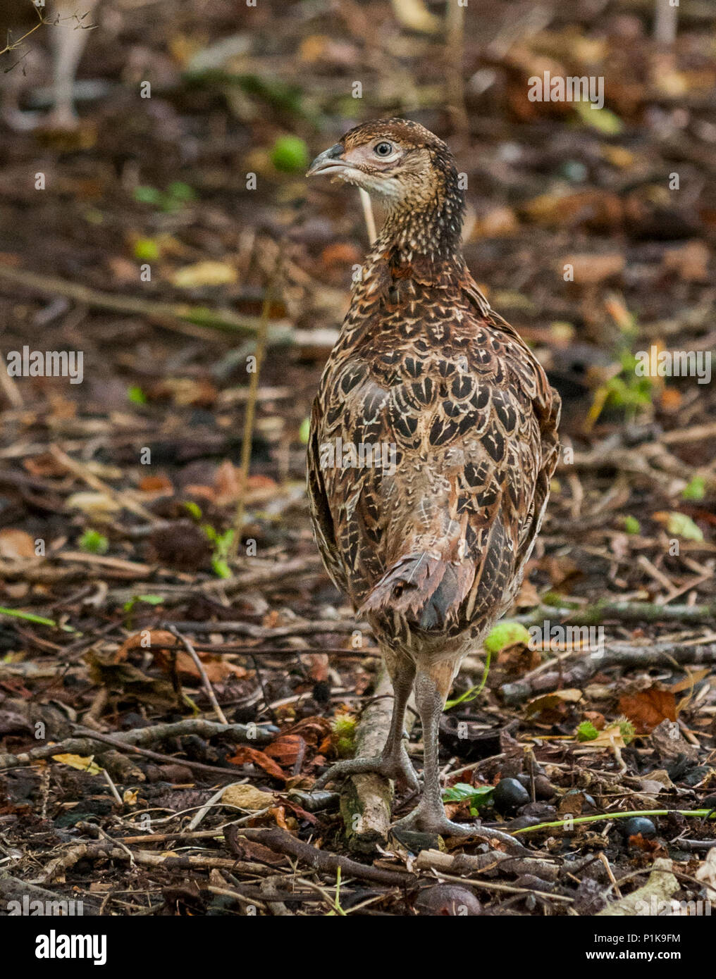 Sept semaines poussins faisan, souvent connue sous le nom de dindonneaux, après tout juste d'être relâché dans un stylo sur un communiqué de gardes-chasse tir anglais estate Banque D'Images