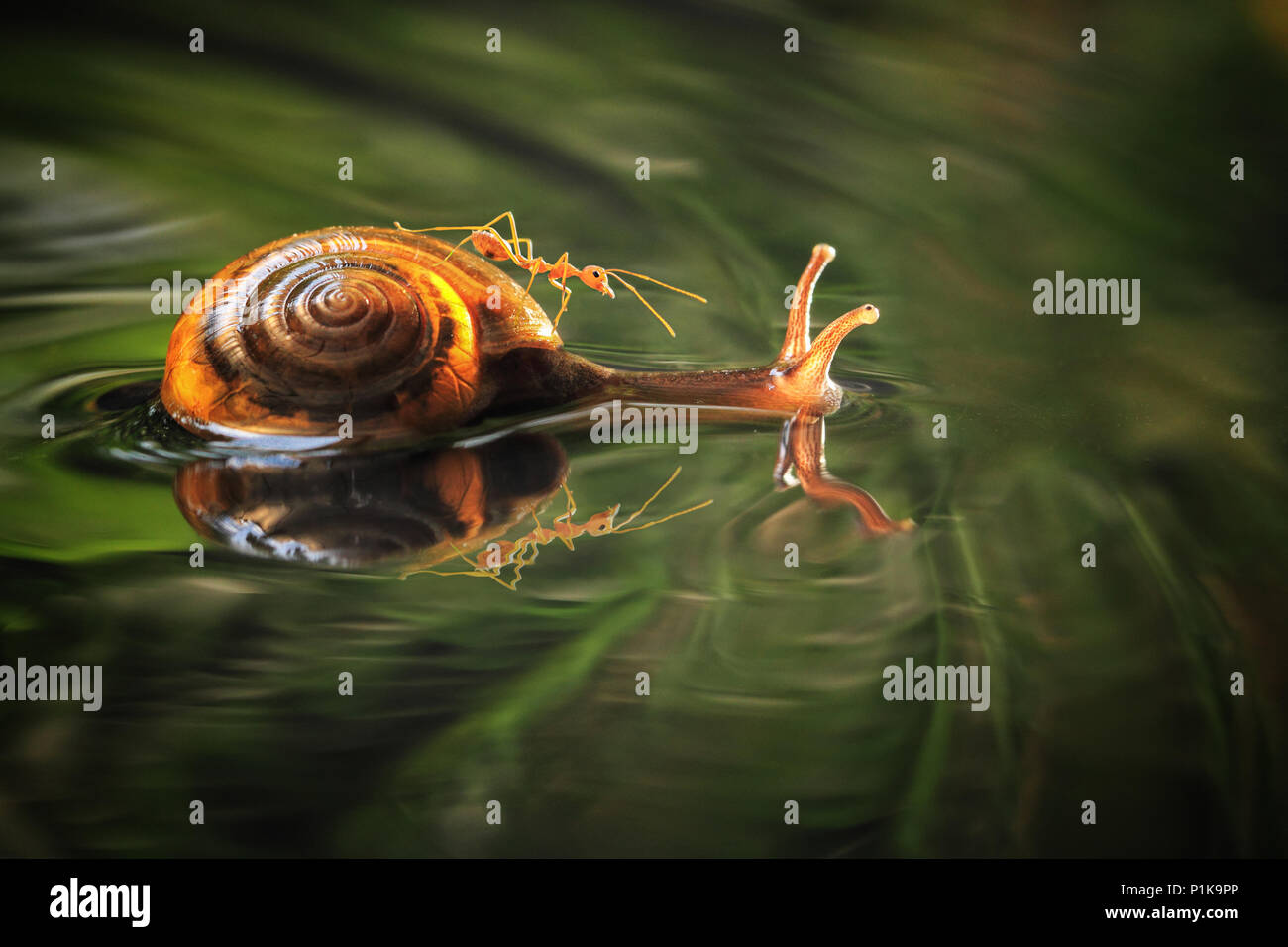 Piscine d'escargot dans l'eau avec une fourmi sur le dos Banque D'Images