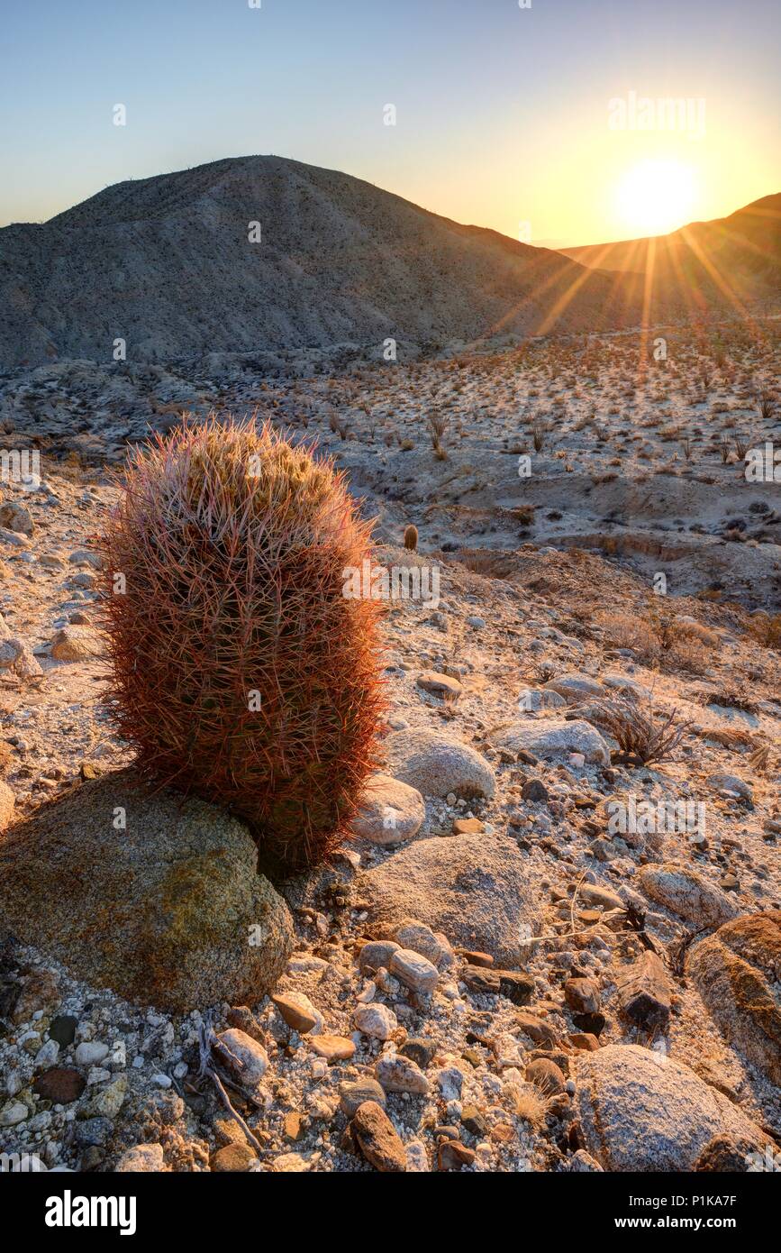 Barrel Cactus at Sunrise, parc national du désert d'Anza-Borrego, Californie, États-Unis Banque D'Images