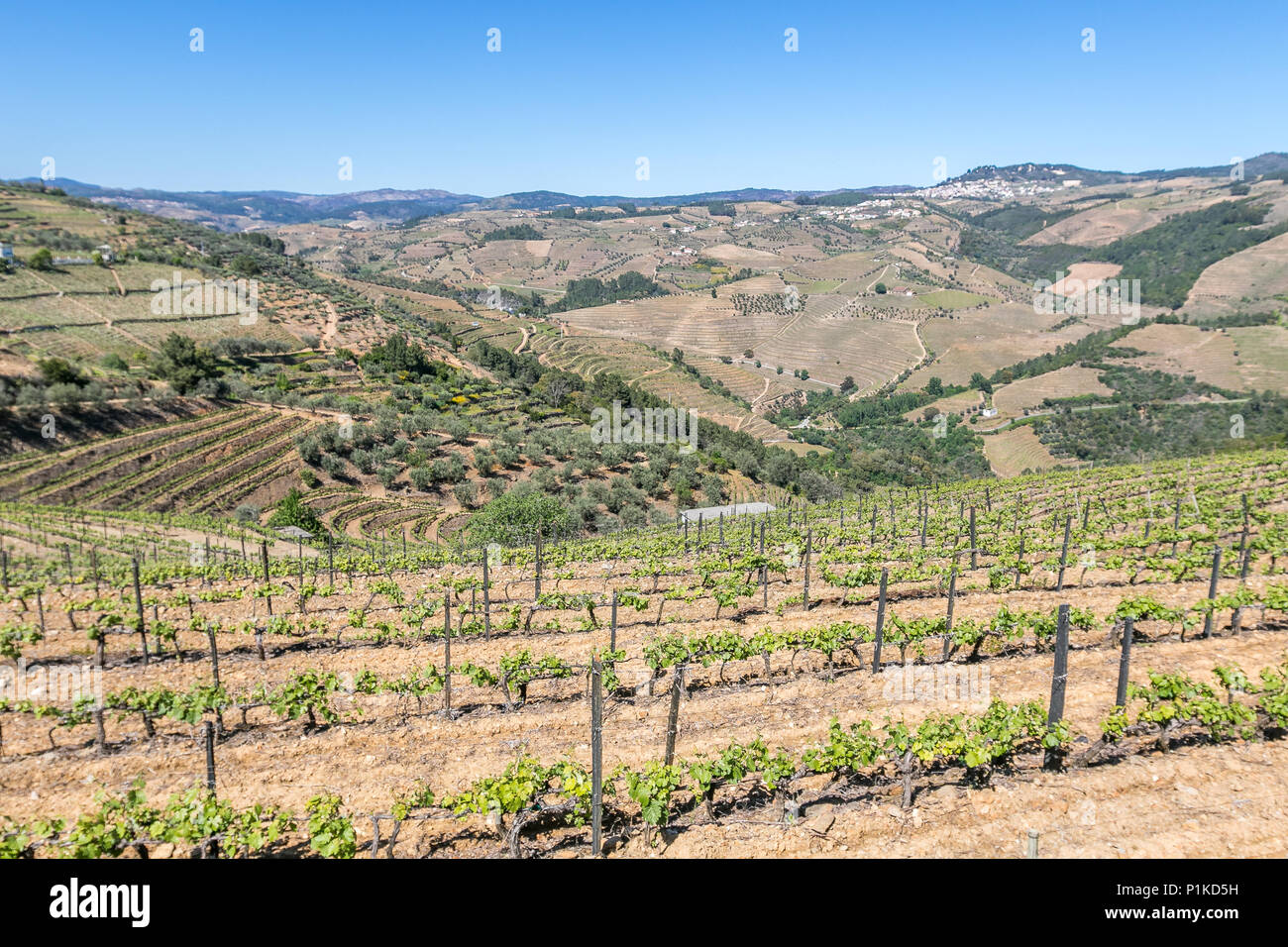 La Vallée du Douro, Portugal. Banque D'Images