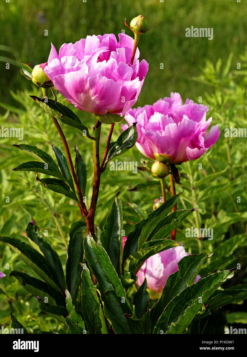 Fleur de pivoine (Paeonia lactiflora) ou chinois peony Banque D'Images