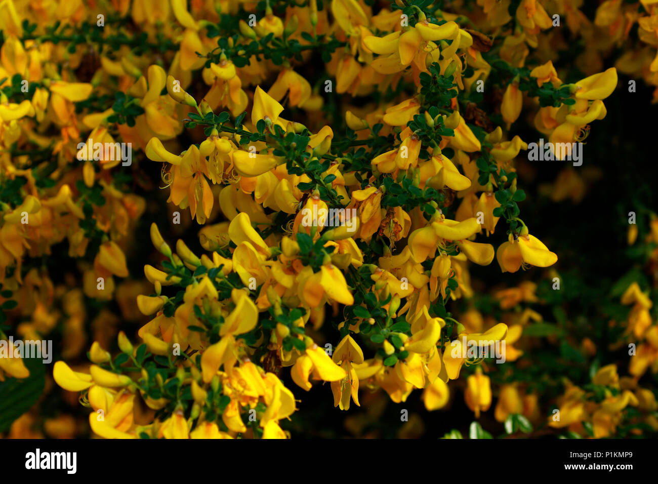 La floraison des ajoncs bush printemps à Dartmoor Banque D'Images