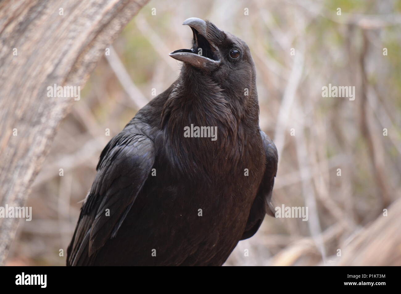 Un corbeau avec son bec ouvert dans le Canyonlands National Park, Utah, USA Banque D'Images