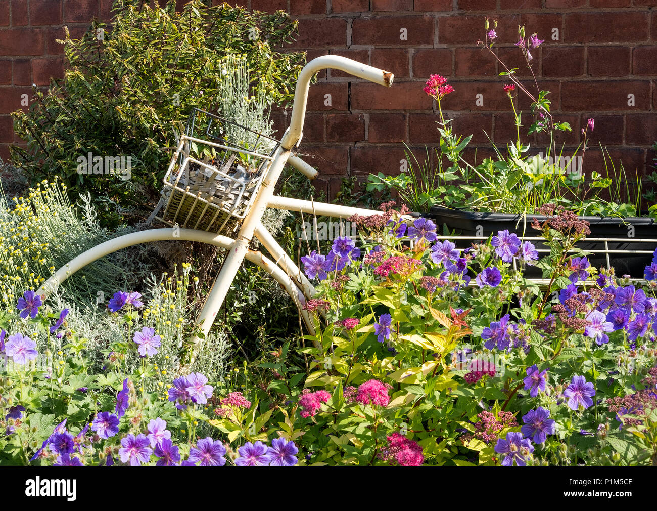 L'été des fleurs autour d'un vélo abandonné dans la région de Stanton par Dale, Derbyshire, Royaume-Uni Banque D'Images