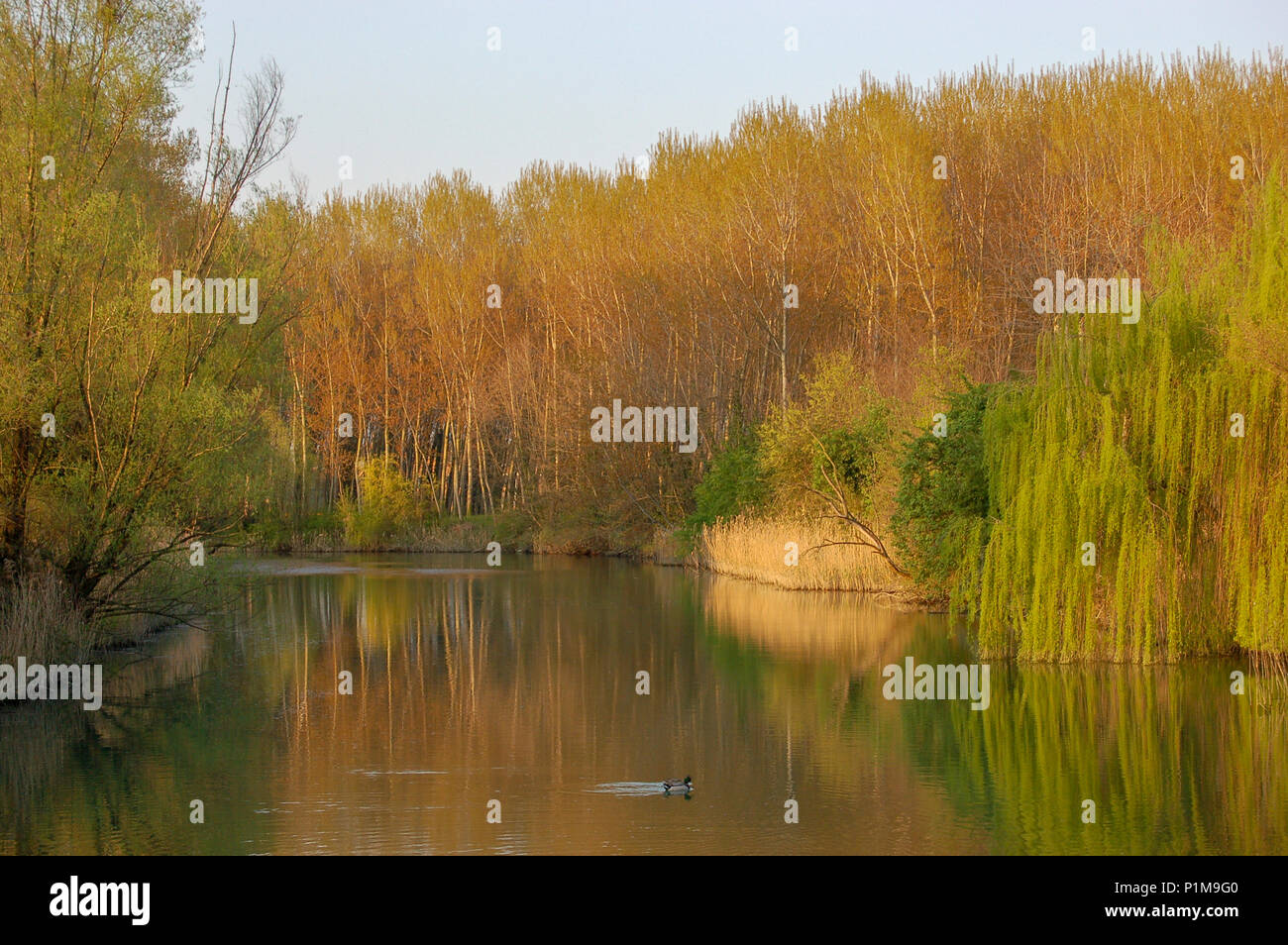 En début de soirée heure d'or de la lumière sur les feuilles dorées des arbres au printemps sur la rivière Sile dans la région Vénétie, Italie Banque D'Images