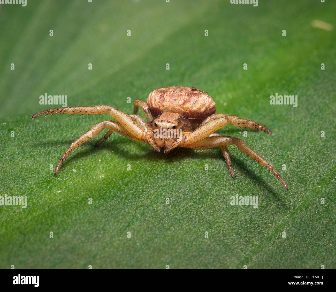 Un brown araignée crabe sur feuille verte Banque D'Images