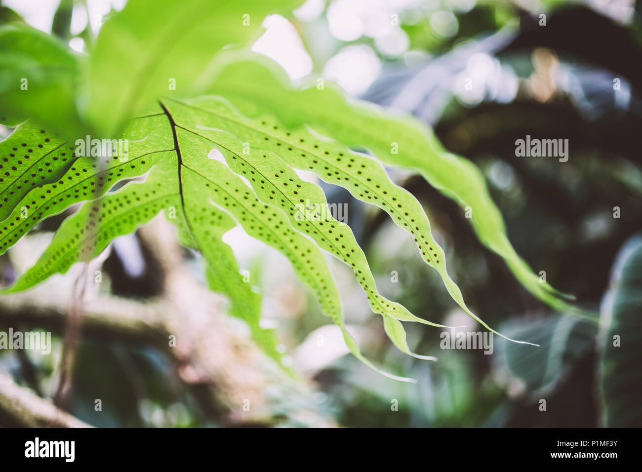 Macro-vision des jeunes feuilles vert clair avec des spores de fougères visible sur le dessous, Banque D'Images