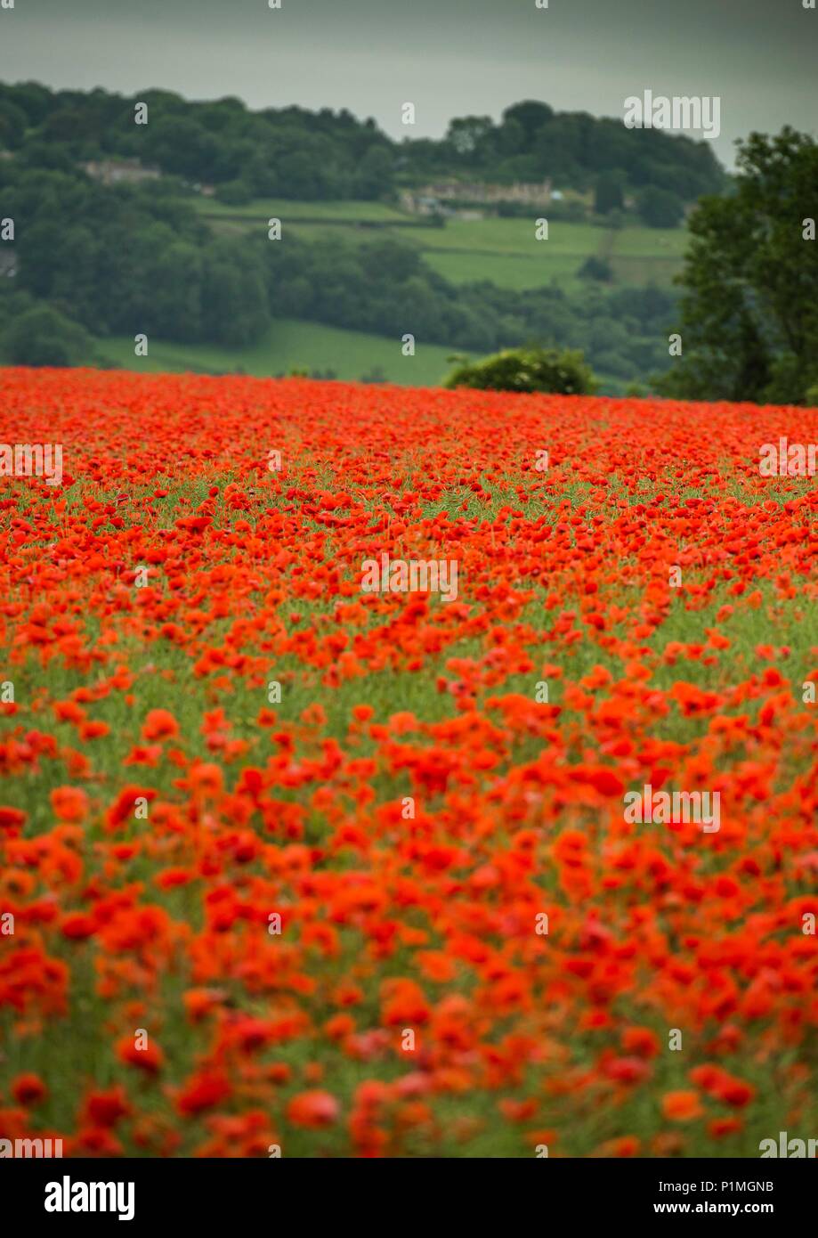 Les coquelicots se dans un champ près de Fort, Wiltshire, 05/06/18 Banque D'Images