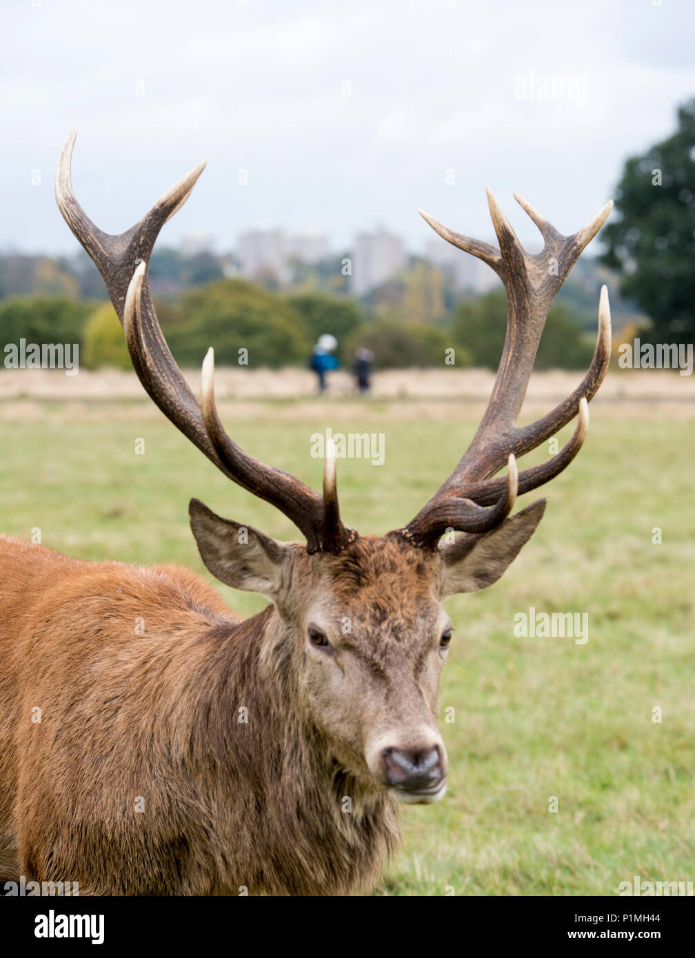 Red Deer pendant la saison du rut à Richmond Park dans l'ouest de Londres. Banque D'Images