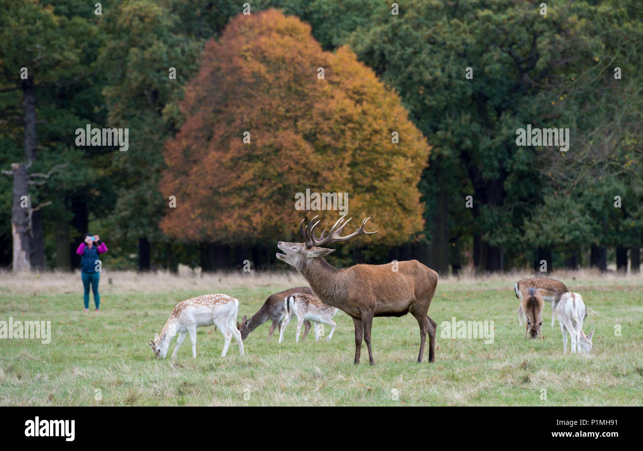 Red Deer pendant la saison du rut à Richmond Park dans l'ouest de Londres. Banque D'Images