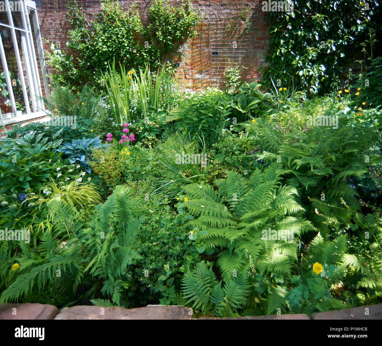 Fougères, hostas et un assortiment de plantes qui aiment l'ombre poussant  sur un mur nord dans un jardin clos. Parc National de Lake District,  Cumbria, UK GO Photo Stock - Alamy