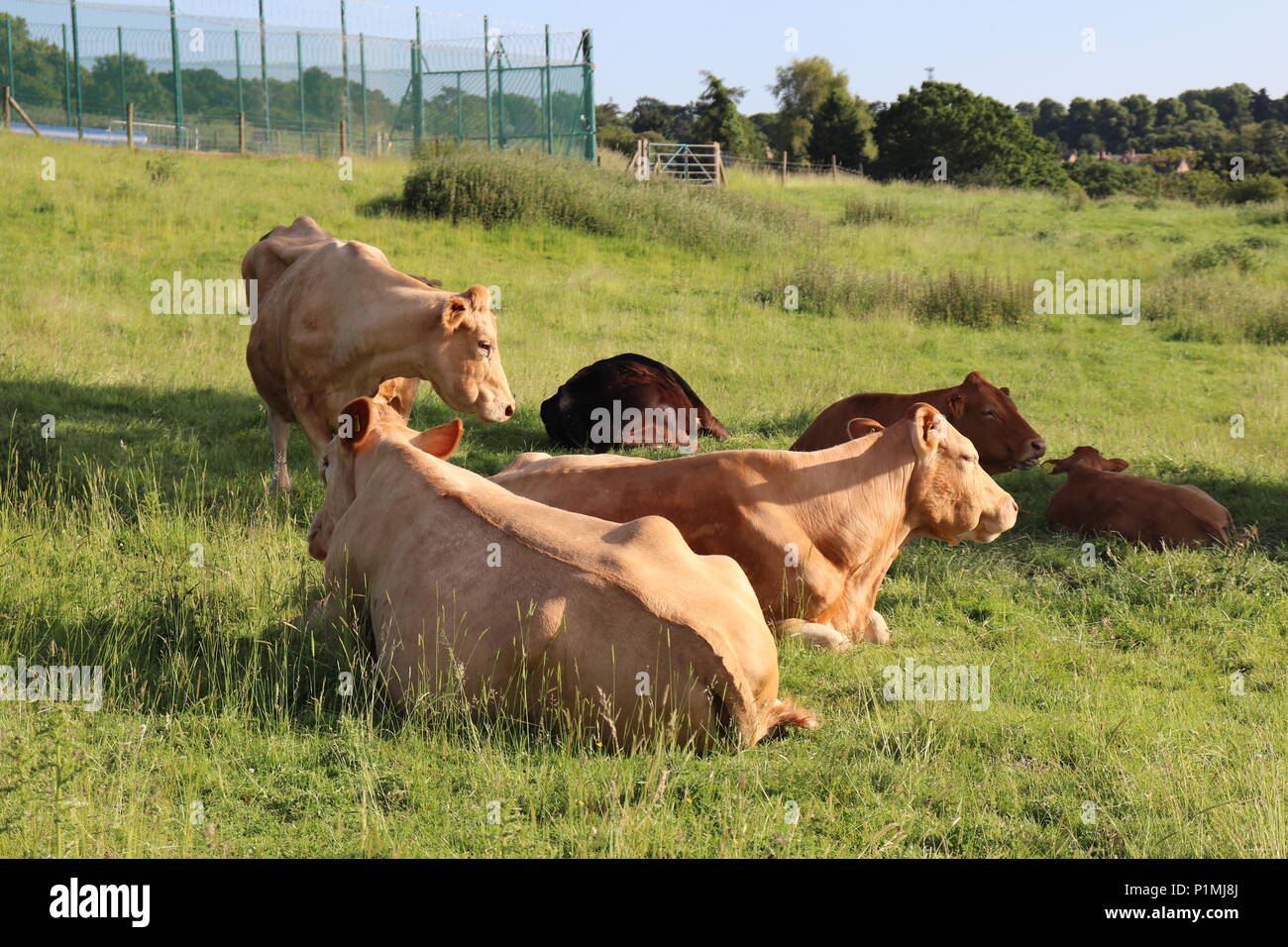 Un groupe de vaches en profitant du soleil Banque D'Images