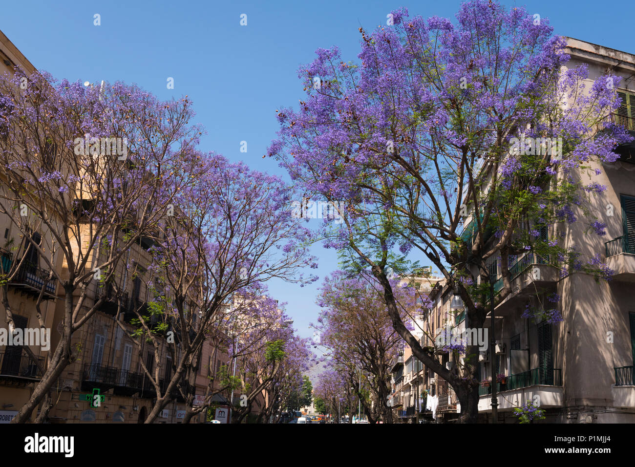 Italie Sicile Palerme lilas violet bleu mauve noir Jacaranda mimosifolia Jacaranda tree fern ou Poui Acutifolia avenue scène de rue Banque D'Images