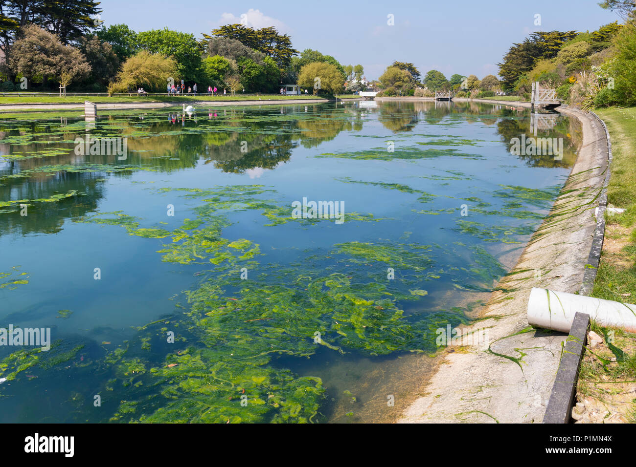 Algues bleues dans le lac après un temps chaud à la fin du printemps dans Mewsbrook Park, Littlehampton, West Sussex, Angleterre, Royaume-Uni. Banque D'Images