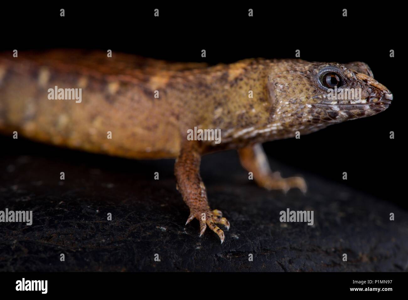 Le scinque de l'eau chinois (Tropidophorus sinicus) est une espèce de lézard semi-aquatiques trouvés dans le sud de la Chine, Hong Kong dans le Vietnam. Banque D'Images