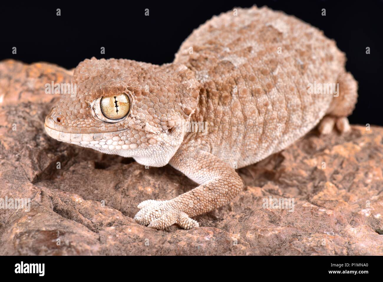 Le gecko casqué (Tarentola chazaliae) est originaire du Sahara occidental, la Mauritanie et le Maroc dans les zones près de la côte où l'humidité est élevée. Banque D'Images