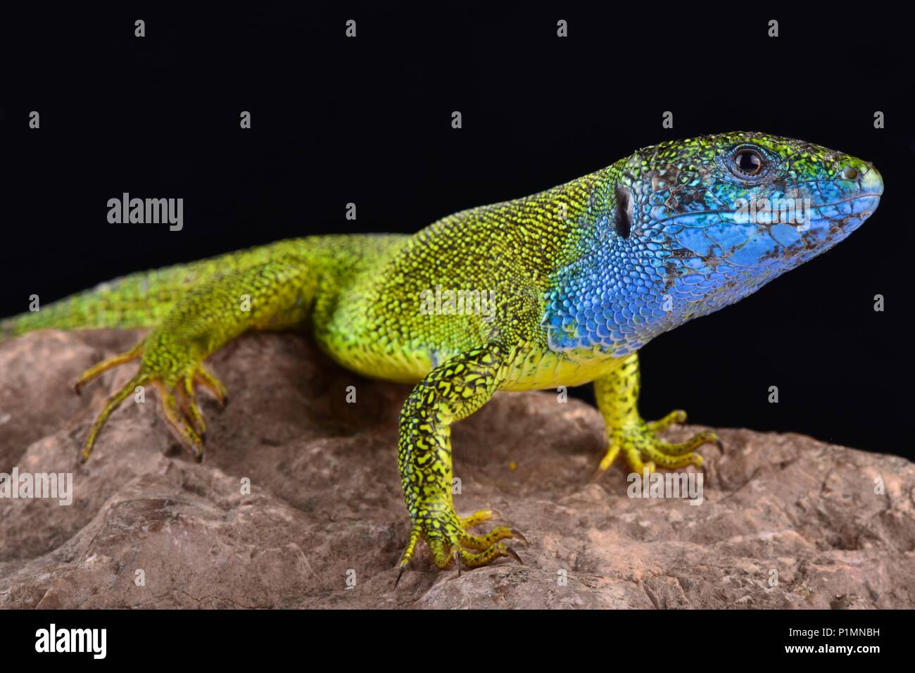 Le lézard vert Lacerta viridis, est un grand (jusqu'à 40 cm) des espèces de lézards. Reproduction Les mâles présentent des couleurs spectaculaires. Banque D'Images