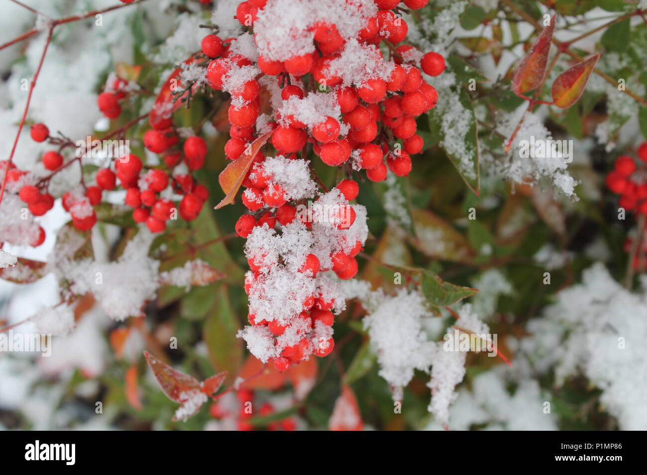 Massothérapeutes rouge couverte de neige. Banque D'Images