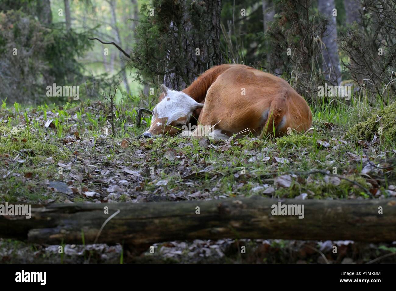 Calf reposant sur un pâturage de la forêt en Finlande. Banque D'Images