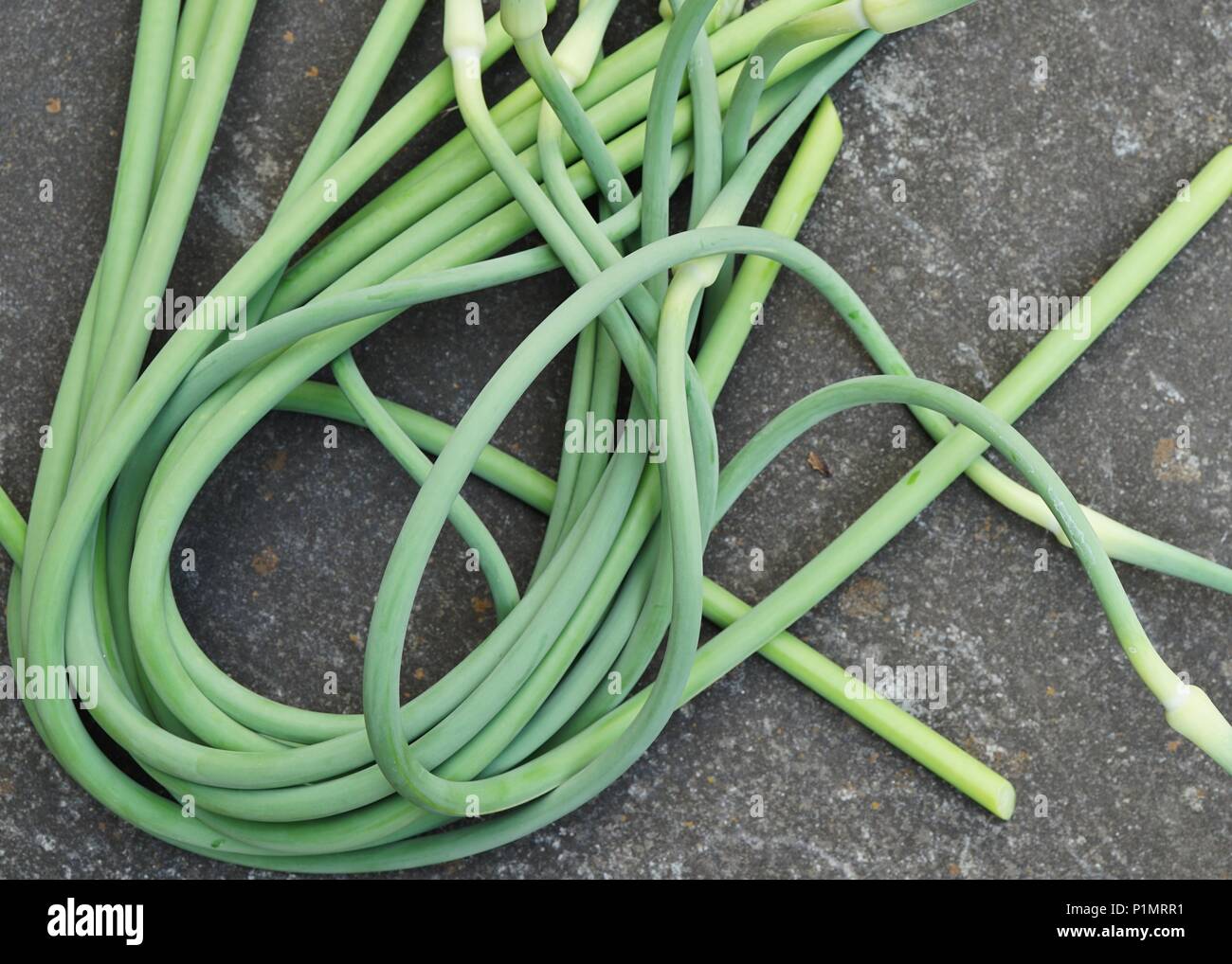 Bouquets d'ail vert fraîchement cueillis tiges scape Banque D'Images